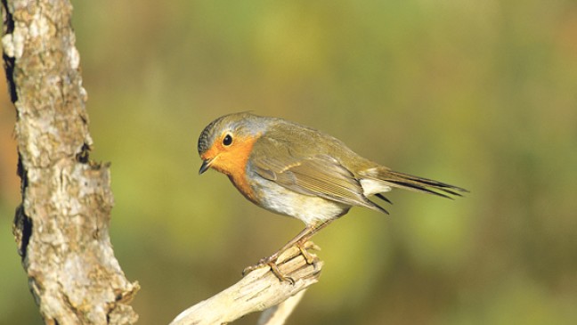 Im Landkreis Leer kommt die Amsel am häufigsten vor