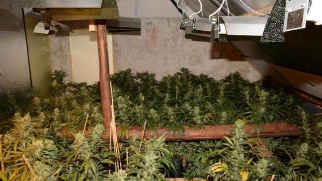 Polizei hebt Drogen-Farm in Bunde aus