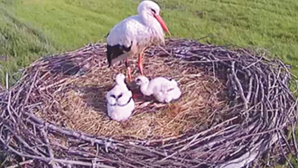 Die Storchenmutter mit ihren beiden flauschigen Nachkommen im Nest auf dem ausgedienten Strommast auf dem Gelände des Sägewerks Hesse in Weener-Buschfeld. © Fotos: Eduard Hesse