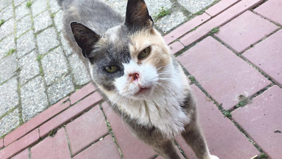 »Bene« ist eine Katze mit Charakter. © Foto: Tierschutz Rheiderland