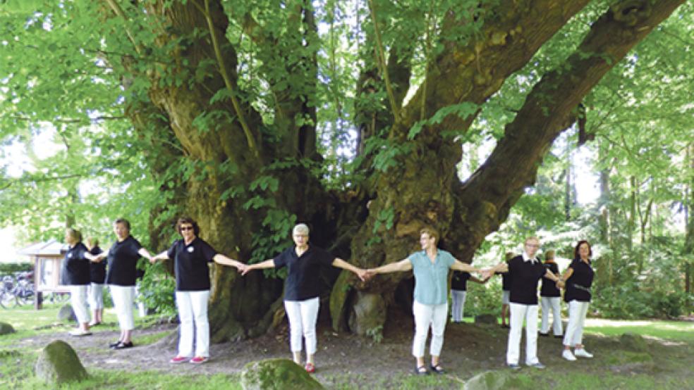 Eine imposante Erscheinung ist die 1000-jährige Linde in Heede. 20 Landfrauen brauchte es, um sie zu umringen. © Foto: privat