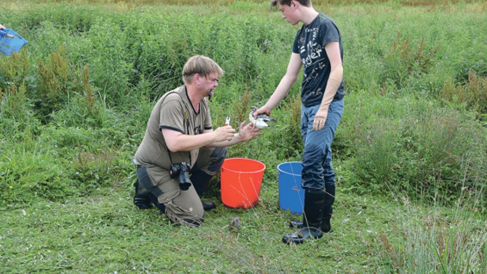 Der Ornithologe Dr. Helmut Kruckenberg wurde bei der Beringung der Lachmöwen auf »Bingumer Sand« auch von seinem Sohn Jonas unterstützt. © Foto: NLWKN