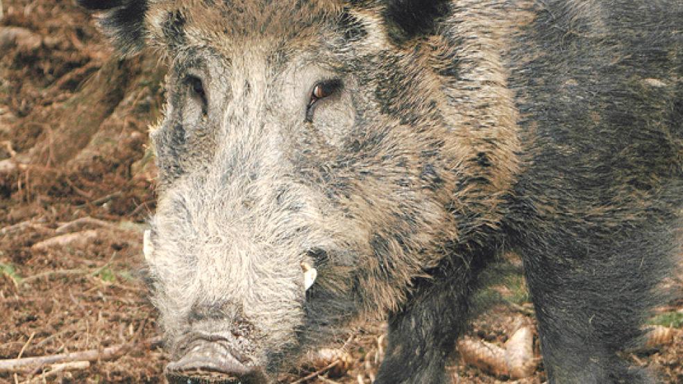 Mächtiges Tier: Ein männliches Wildschwein (Keiler) hat eine Kopf-Rumpf-Länge von bis zu 1,80 Meter und wiegt bis zu 200 Kilogramm. © Foto: Deutscher Jagdverband