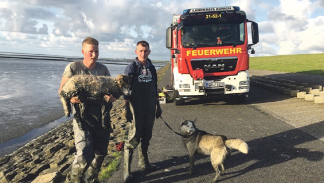 Huskys halten Helfer und Frauchen in Atem