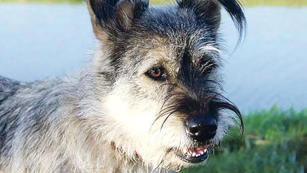 Aufgeweckt und ehrlich: Die Hundedame Jess. © Foto: privat