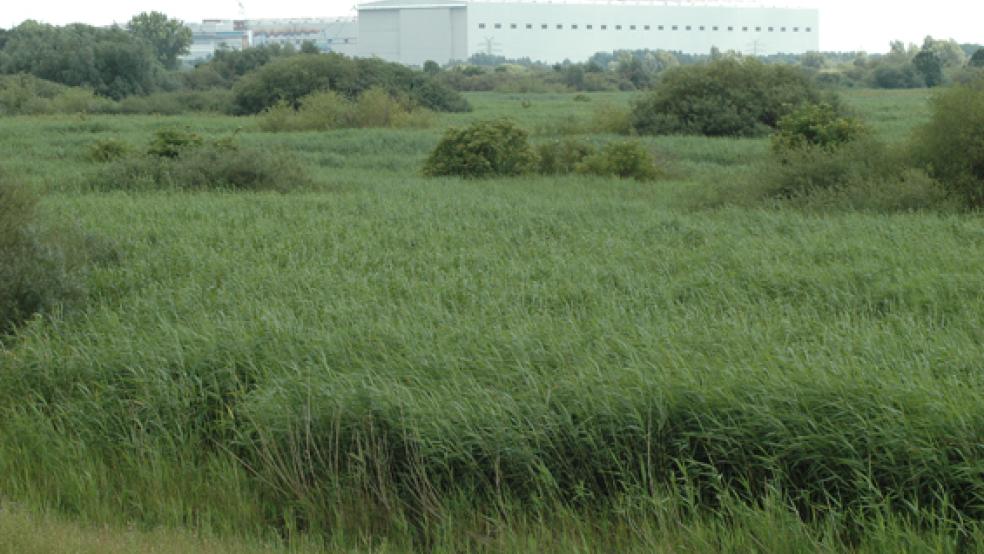 Unweit der Meyer Werft soll der Probe-Tidepolder in Vellage entstehen. © Foto: Szyska