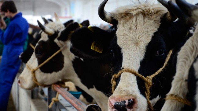 Grasten Kühe auf belastetem Boden?