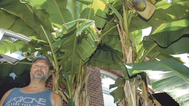 Bananen-Ernte in Weener