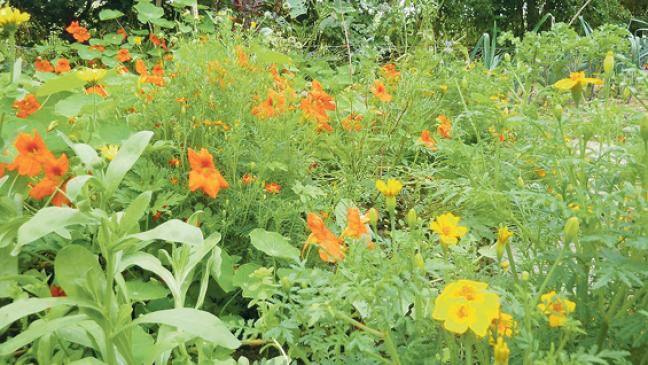 Gesundes aus  Natur und Garten