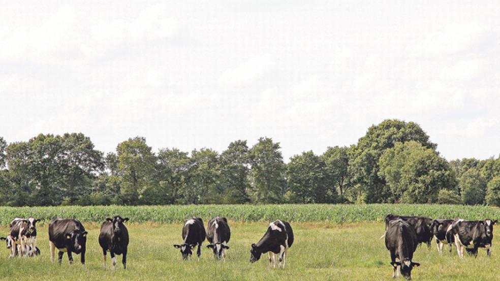 Die Idylle trügt: Immer neue Regelungen für Subventionen machen den Bauern im Landkreis das Leben und das Rechnen schwer – ausgerechnet in der Milchpreiskrise.  © Foto: Banik
