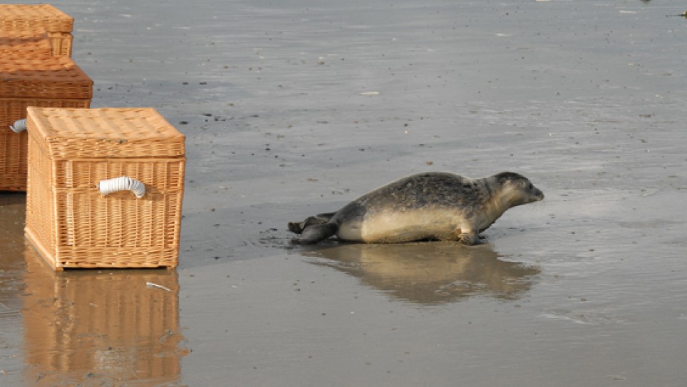 Am Donnerstagabend war es soweit: Niedersachsens erster Heuler des Jahres 2016 konnte wieder in die Freiheit entlassen werden.. © Foto: Seehundstation Norddeich)