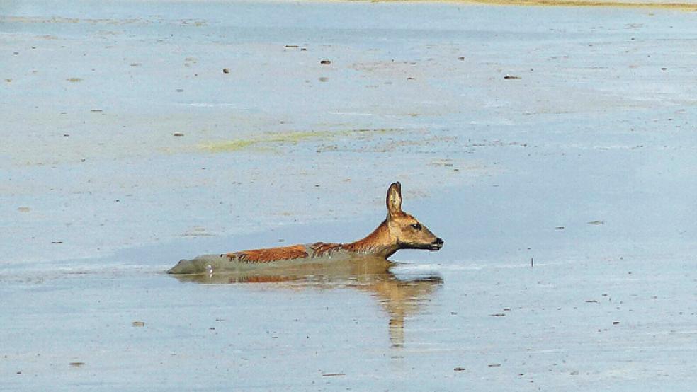Weder vor noch zurück ging es für dieses Reh, das bis zum Hals im Schlamm feststeckte.Foto: Brüning  © 