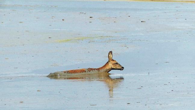 40 Einsatzkräfte retten Reh aus Spülfeld in Steenfelde