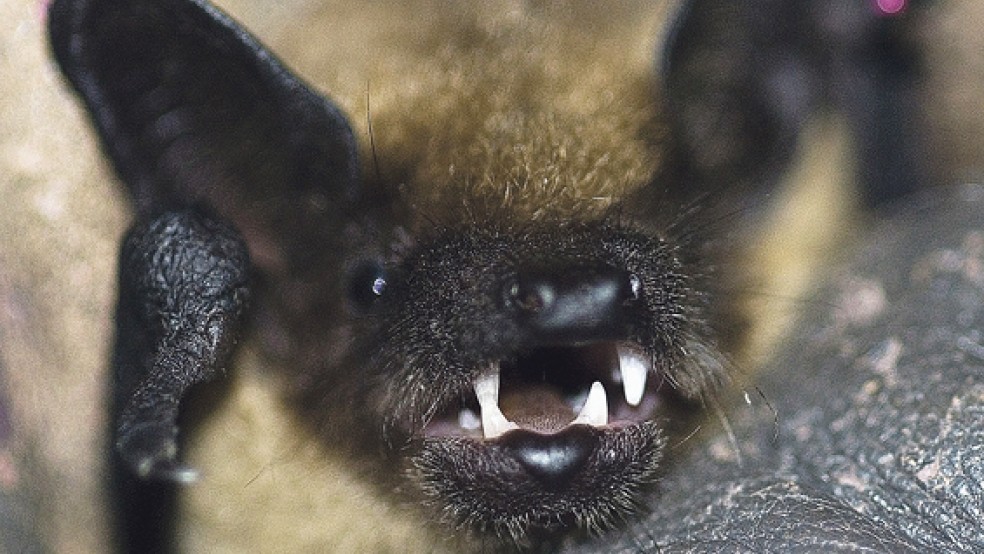 Bei Fledermäusen - hier eine Breitflügelfledermaus - sind in den vergangenen Tagen im Leeraner Kreisgebiet fünf Fälle von Tollwut festgestellt worden. © Foto: Gerhard Maescher (Naturschutzbund)