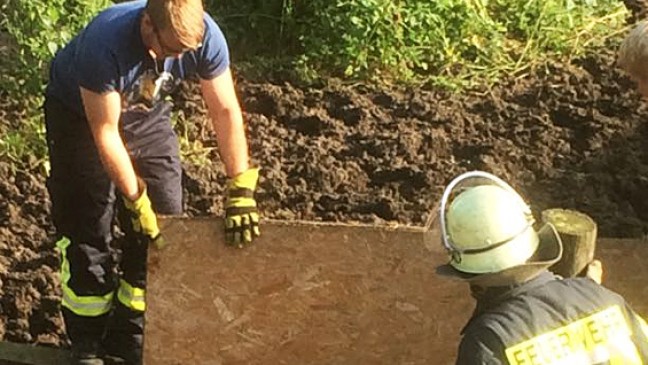 Kalb steckt in?Schlammloch fest