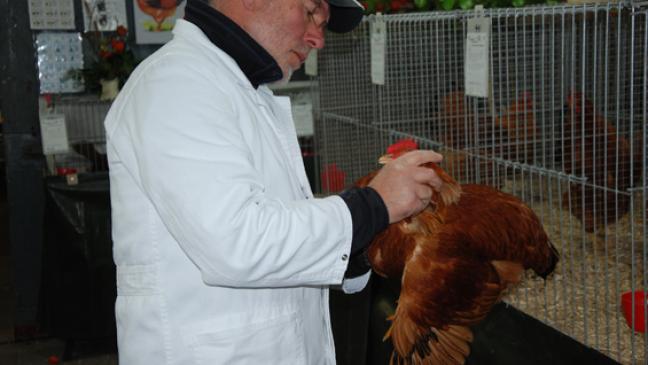 Jungzüchter stellen 200 Tiere aus