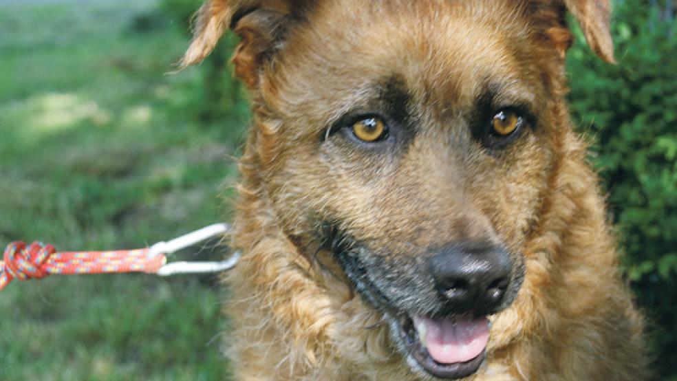 Der Hund Tim sucht ein neues Zuhause. © Foto: Tierheim Stapelmoor
