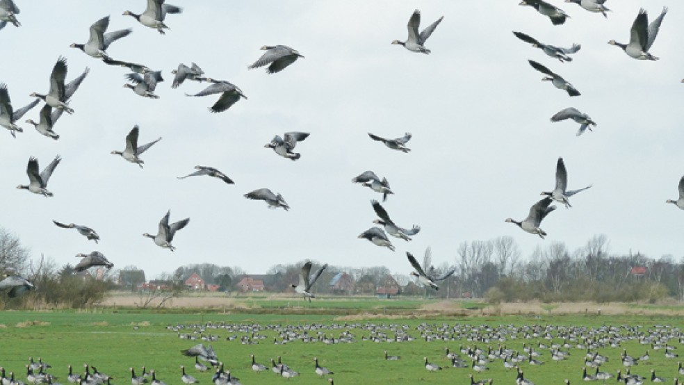 Nonnengänse in Ditzumerhammrich: Die Teilnehmer der Gänseführungen erfahren auch Wissenswertes über die Landschaft des Rheiderlands. © Foto: Agnes Ratering