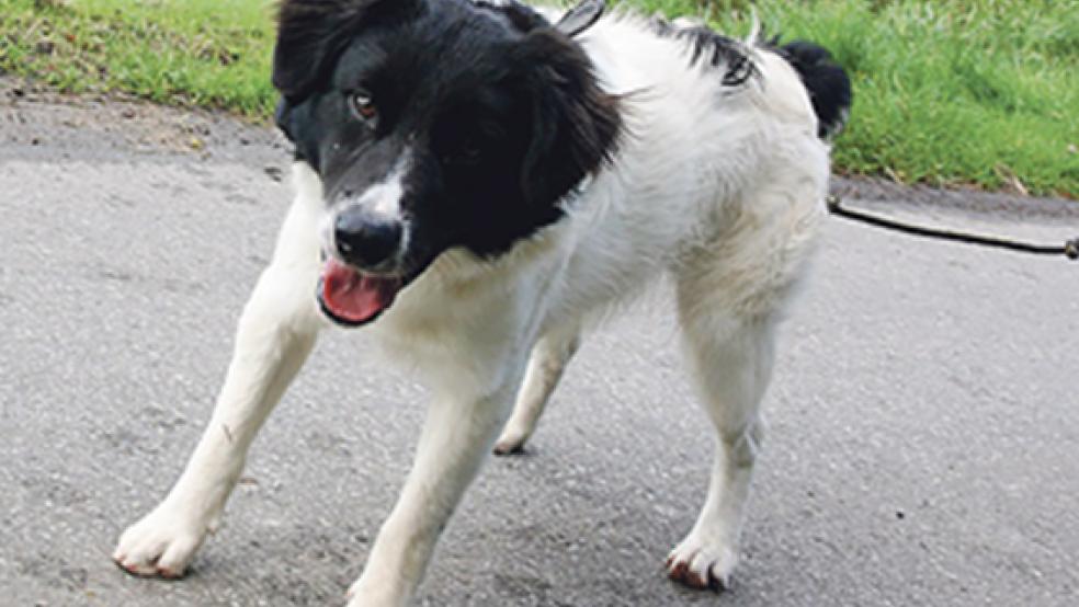 Der vierjährige Australian Shepherd Mix »Chip« ist ein Hund, der am liebsten gut ausgelastet ist. © Foto: Tierheim Stapelmoor