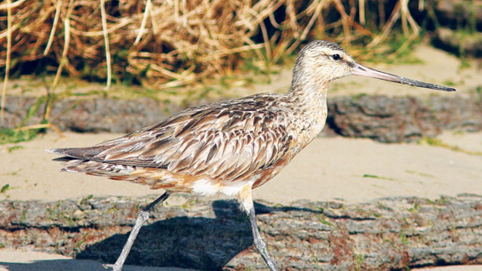 Die Pfuhlschnepfe ist der Symbolvogel der diesjährigen Zugvogeltage. © Foto: Edgar Schonart