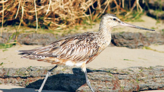 Vogelzug im Fokus