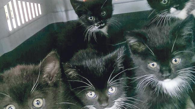 Die vergessenen?Katzenkinder