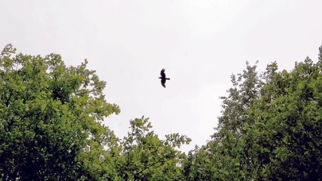 Krähen in den Park?