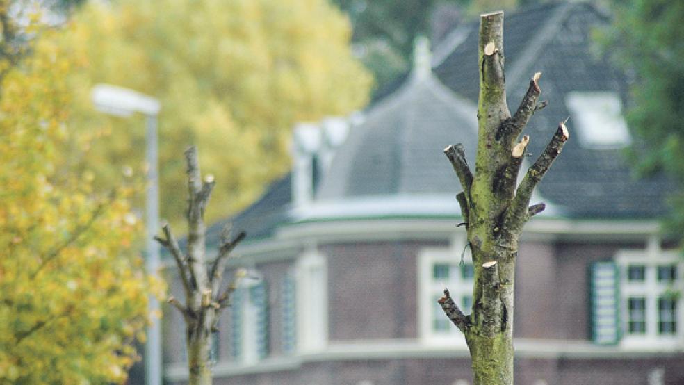 Diese beiden Linden an der Bundesstraße 436 in Weener wurden nach Angaben der Landesbehörde illegal gestutzt. © Foto: Szyska