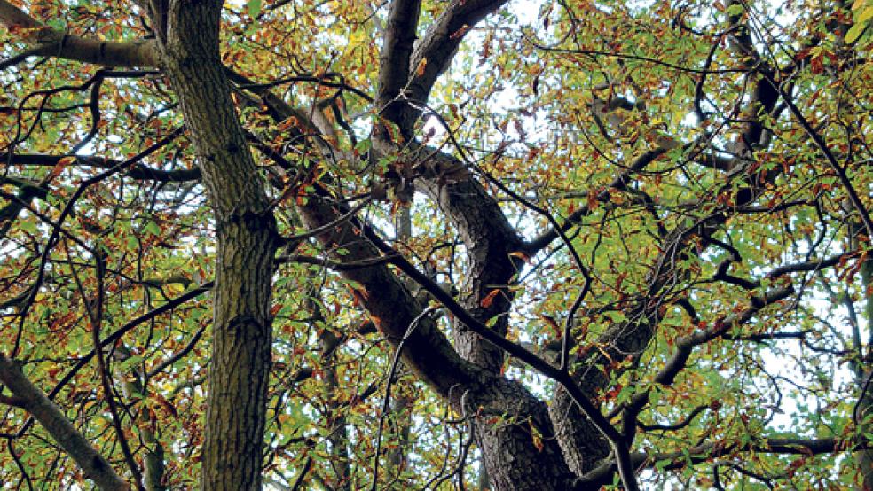 Grüne Idylle ohne Krähen: So wünschen sich die Anwohner der Heidjer Straße den Stapelmoorer Park. © Foto: Hoegen
