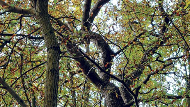 Die Krähen im Park bejagen