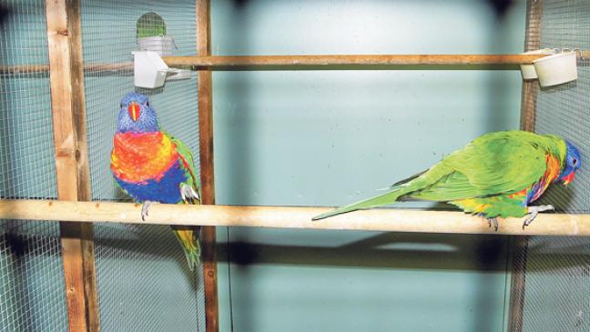 Exotisches Gefieder in farbenfroher Vielfalt