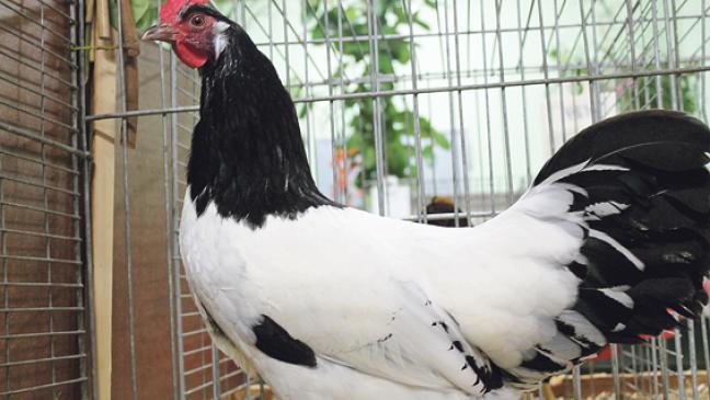 Geflügelzüchter   mit 300 Jungtieren
