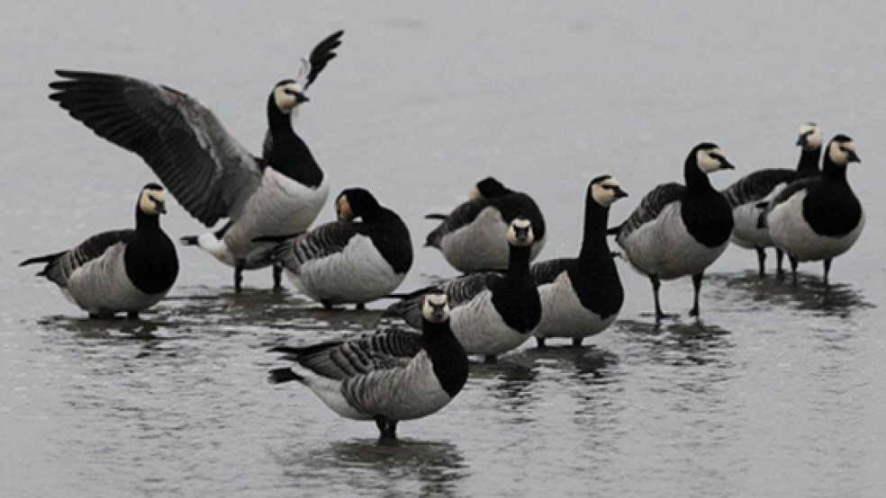 Nonnengänse am Dollart: Auch diese Vögel können vom Aviären Influenzavirus betroffen sein. © Foto: Landkreis Leer