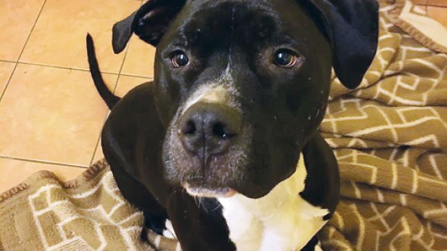 »Pascha« sucht Zuhause