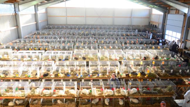 Kaninchenzüchter heimsen Pokale ein