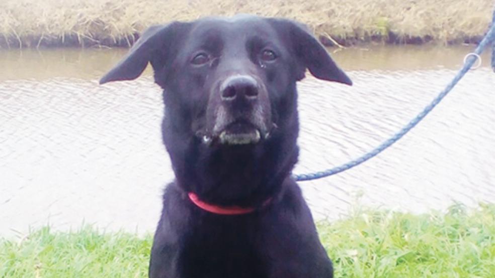 »Emma« ist ein Temperamentsbündel. © Foto: privat