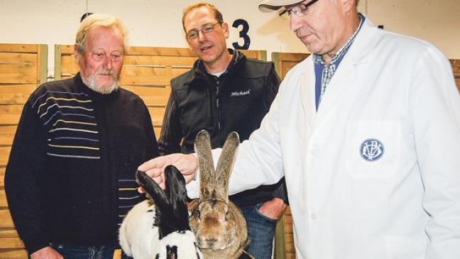 437 Rassekaninchen zu sehen