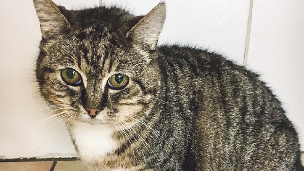 Katze »Ursel« sucht ein neues liebevolles Zuhause. © Foto:Tierschutz