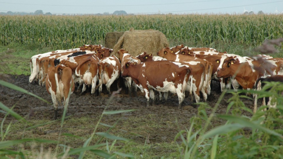 Die Preisentwicklung bei landwirtschaftlichen Flächen in Ostfriesland ist dramatisch. © Foto: Szyska