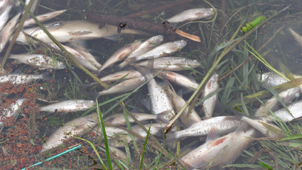 Zahlreiche tote Fische trieben am Samstagmittag auf dem Jemgumer Sieltief. Unser Archivfoto zeigt ein Fischsterben am Kolk in Holthusen. © Foto: RZ-Archiv