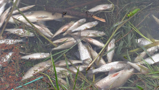 Rund 400 tote Fische im Tief