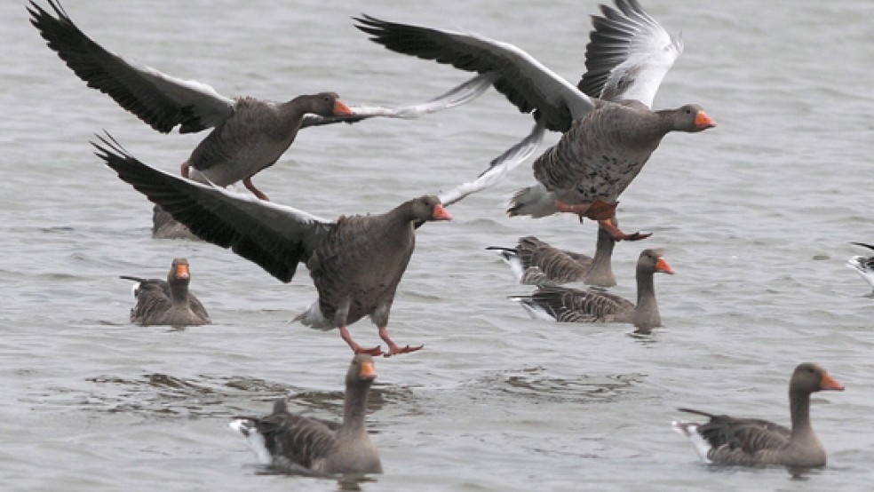 Eine Graugans wurde in der Samtgemeinde Jümme tot aufgefunden. Bei dem Tier wurde der hochansteckende Vogelgrippe-Virus festgestellt.  © RZ-Archivfoto: Eilert Voß