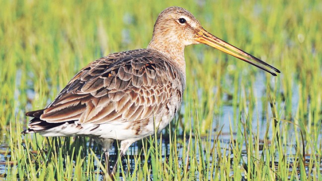 50 Hektar für Schutz der Wiesenvögel