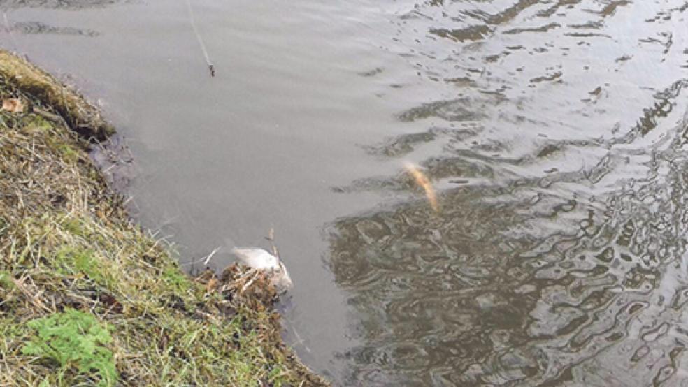Etwa 400 Fische sind im Jemgumer Sieltief am Dukelweg verendet. Jetzt ist die Ursache ermittelt. © Foto: Borchers/privat