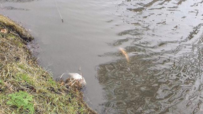 Bagger und Dünger rauben Fischen den Atem