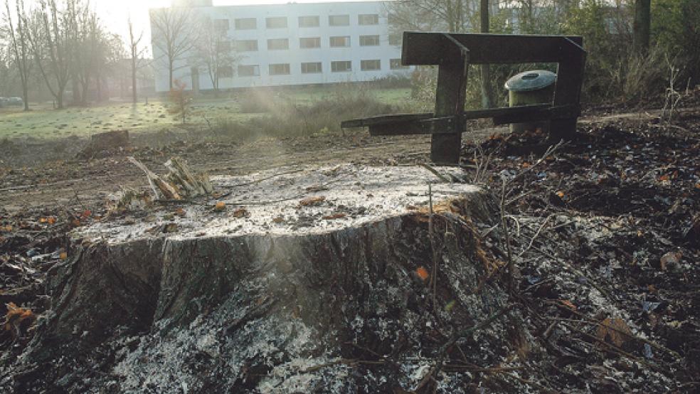 Hinter dem Krankenhaus Rheiderland an der Bundesstraße 436 hat der »Baumdienst Boekhoff« aus Filsum jetzt 42 Bäume gefällt, die in der Einflugschneise zum Landeplatz der Rettungshubschrauber standen. © Fotos: Szyska
