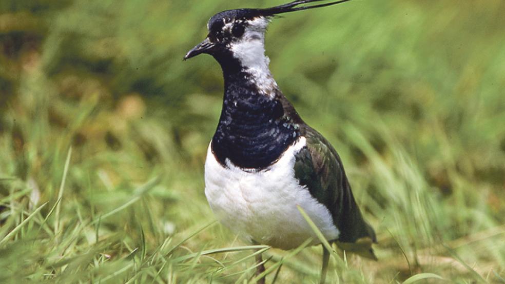 Die Bestände der Wiesenvögel - hier ein Kiebitz - nehmen seit den 1990er Jahren rapide ab. © Foto: Deutsche Wildtier Stiftung