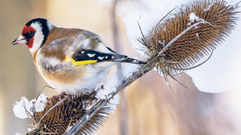 Ein Stieglitz im Garten. © Foto: Andreas Hartl