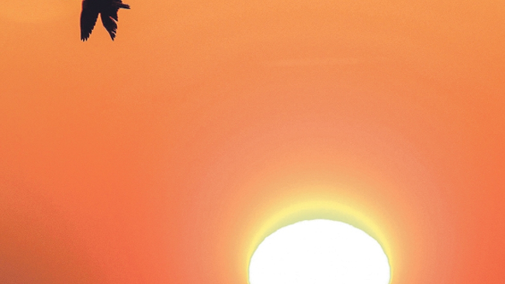 Eine Graugans fliegt beim Sonnenaufgang über der Ems ins Rheiderland. © Foto: Eilert Voß