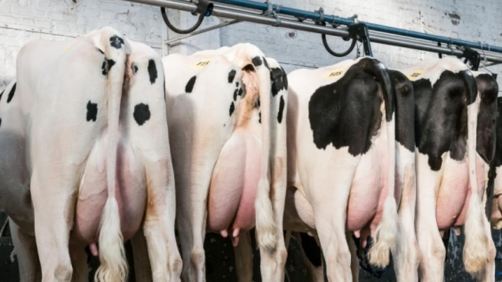 Bei den abgekalbten Färsen konnte der Auktionspreis im Durchschnitt um rund 60 Euro gesteigert werden. © VOST